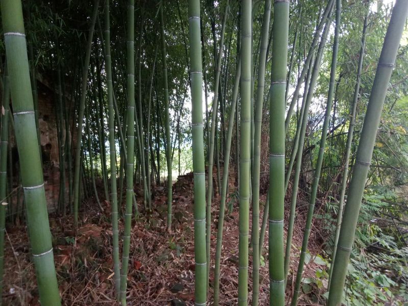 5/7竹子楠竹有各种规格