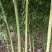 5/7竹子楠竹有各种规格