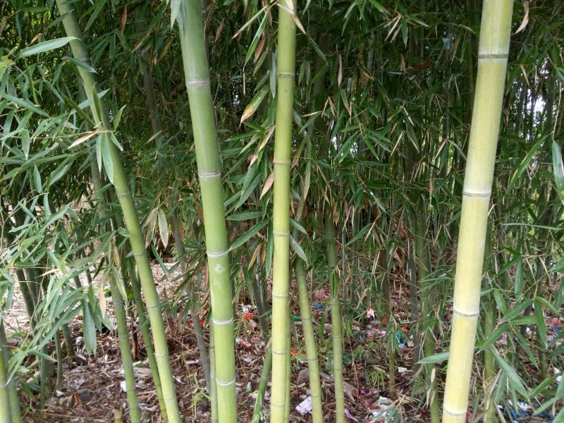 5/7竹子楠竹有各种规格