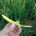 黄花菜种苗10cm以下