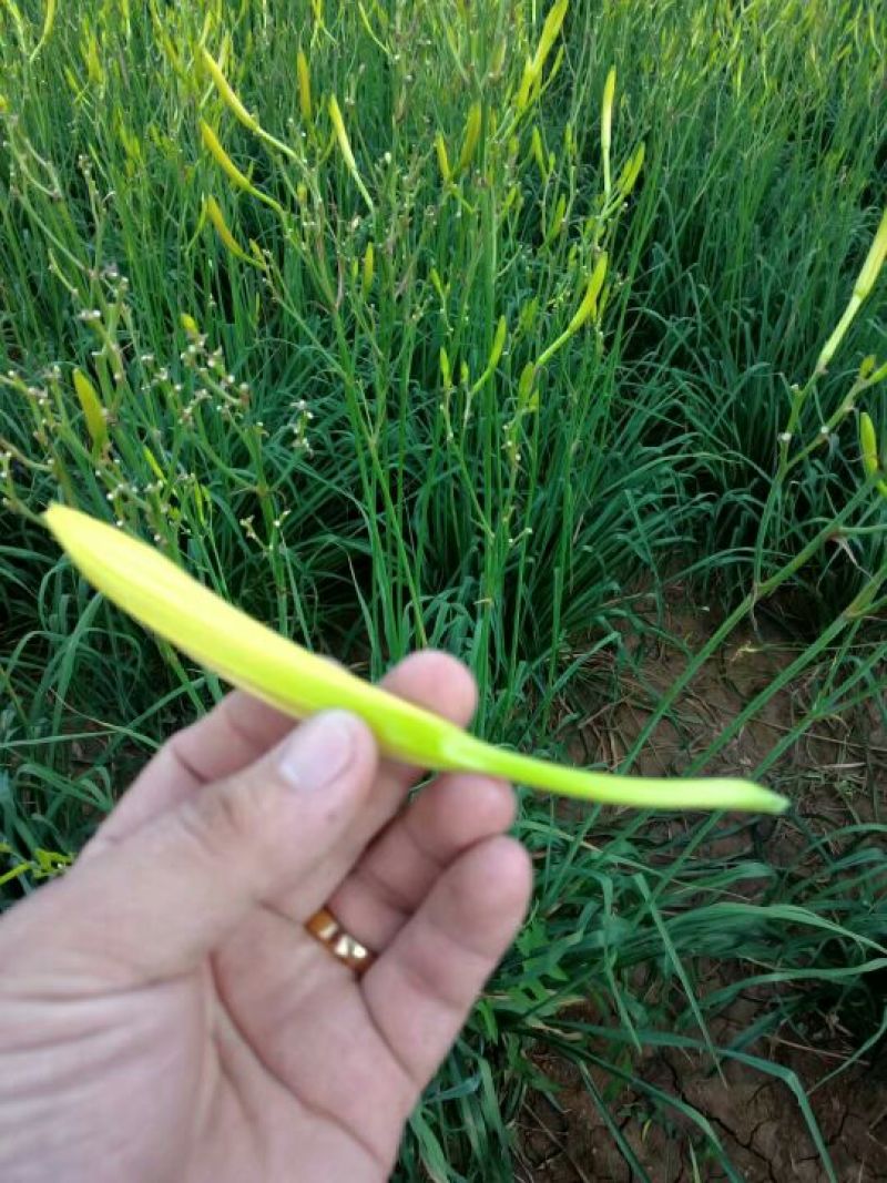 黄花菜种苗10cm以下