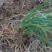 黄花菜种苗10cm以下