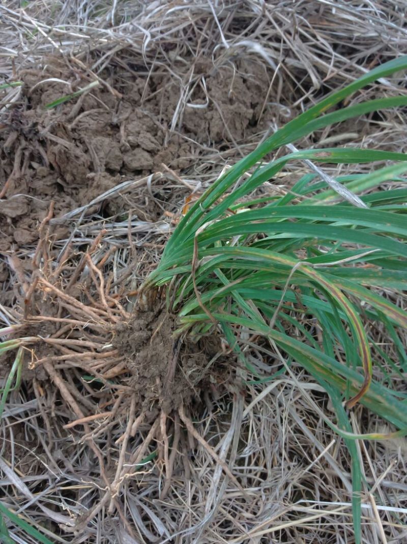 黄花菜种苗10cm以下