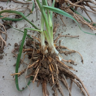 黄花菜种苗10cm以下