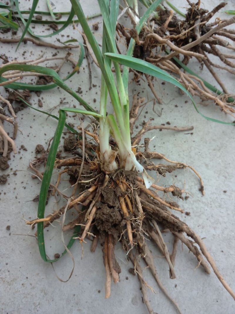 黄花菜种苗10cm以下