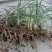 黄花菜种苗10cm以下