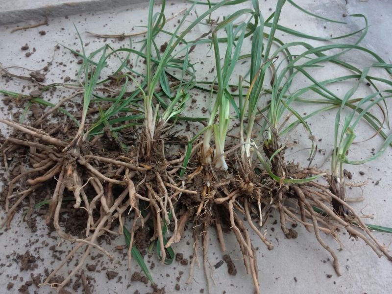 黄花菜种苗10cm以下