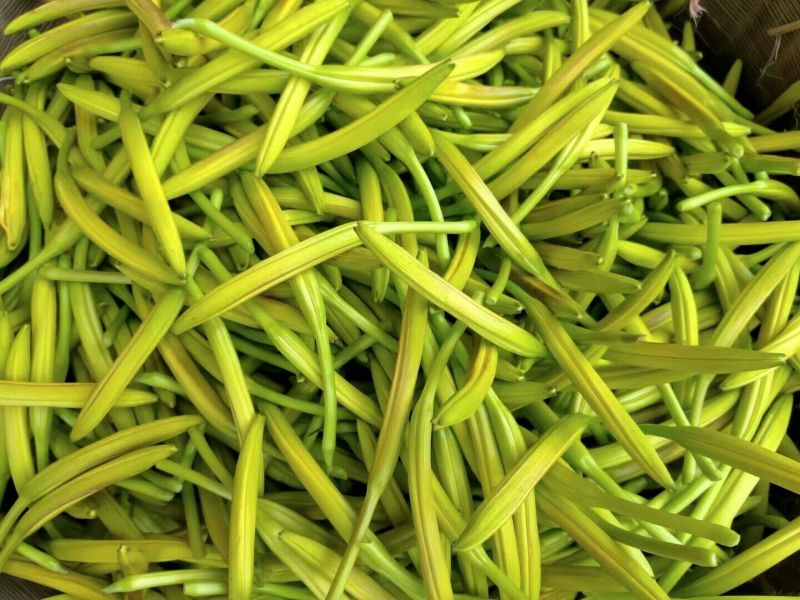 黄花菜种苗10cm以下