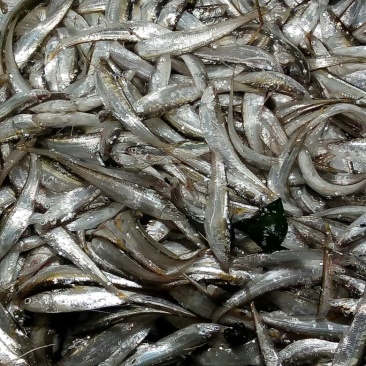 毛刀鱼食用冰鲜鱼