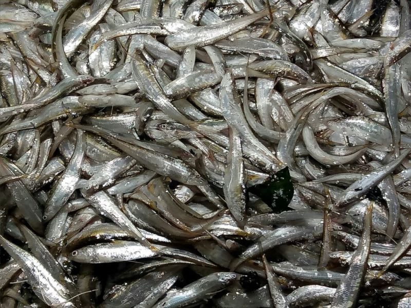 毛刀鱼食用冰鲜鱼