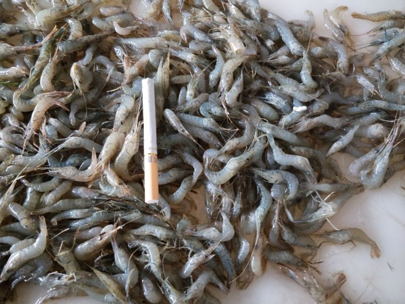 青虾冻虾26~30只/kg