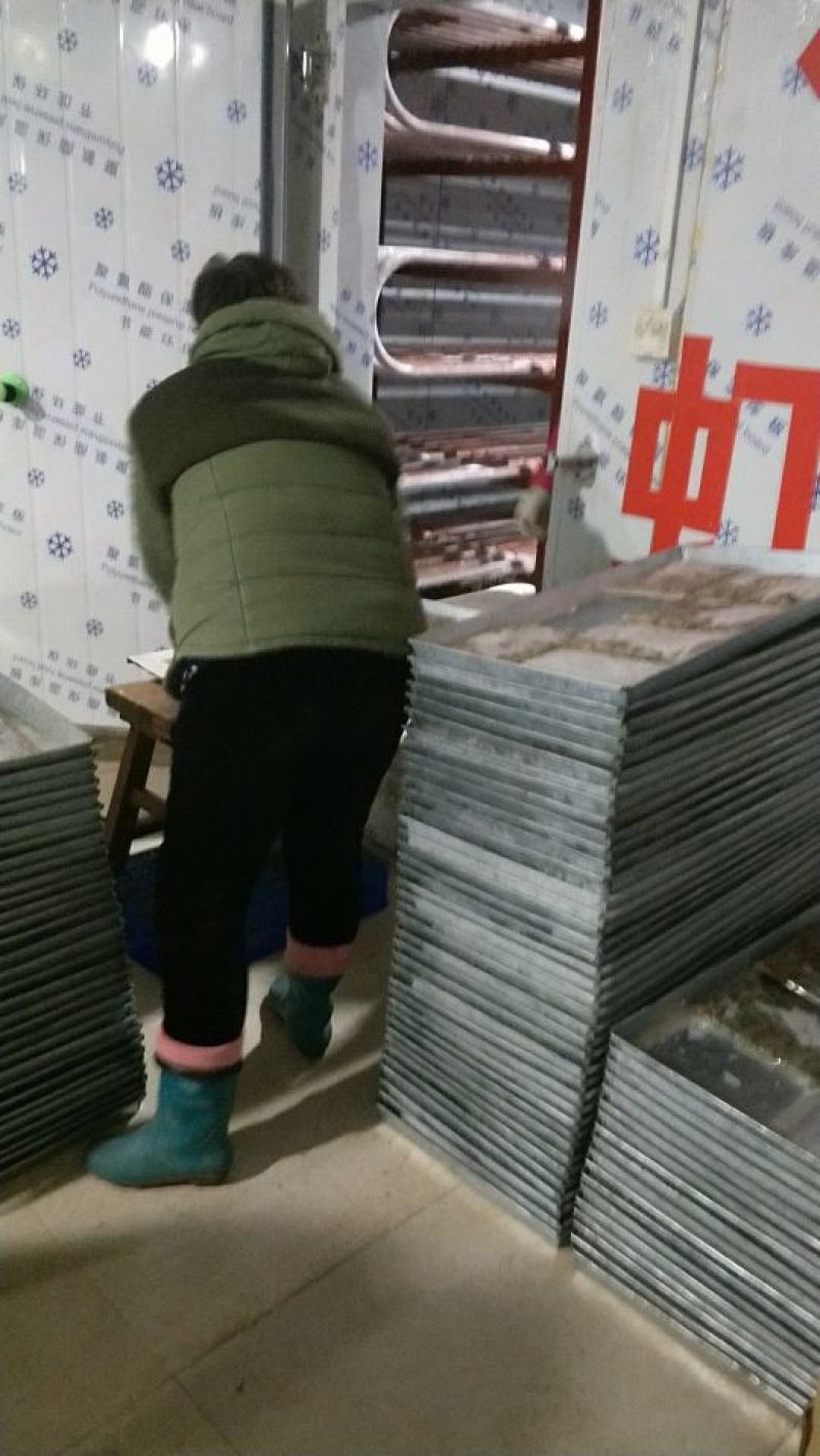 青虾冻虾26~30只/kg