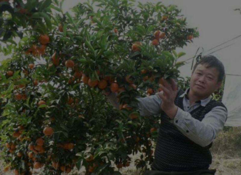 沙糖桔苗沃柑，金秋种植成活率高产量高，死苗包补
