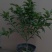 沙糖桔苗沃柑，金秋种植成活率高产量高，死苗包补