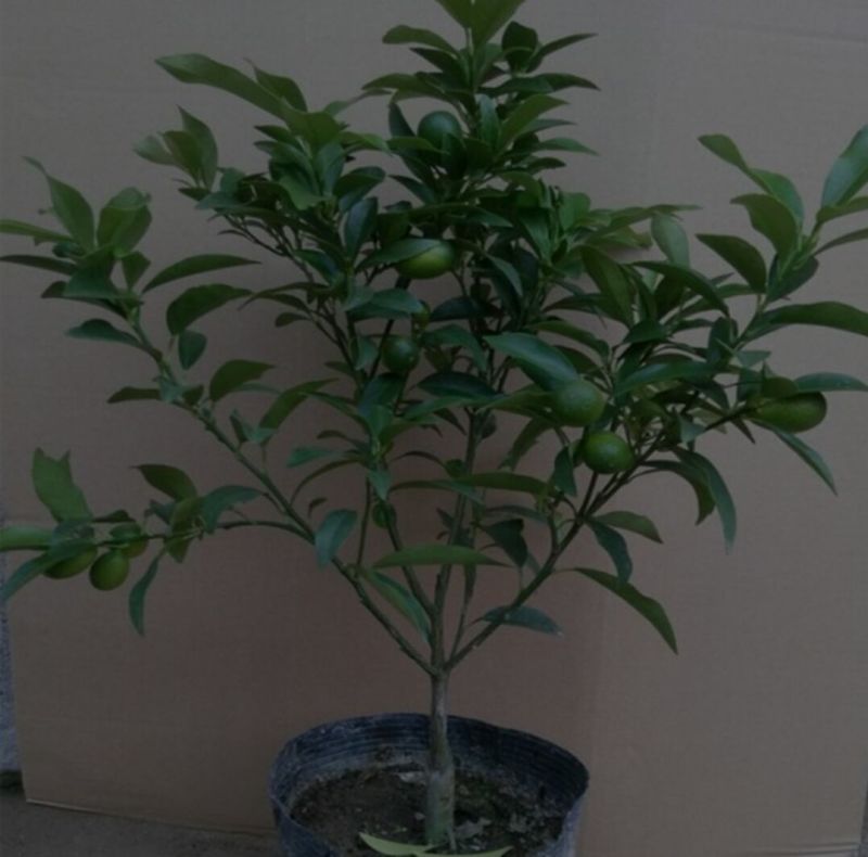 沙糖桔苗沃柑，金秋种植成活率高产量高，死苗包补