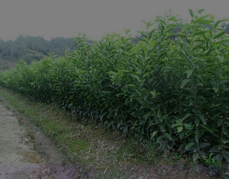 沙糖桔苗沃柑，金秋种植成活率高产量高，死苗包补