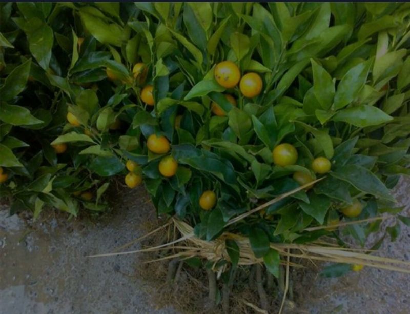沙糖桔苗沃柑，金秋种植成活率高产量高，死苗包补