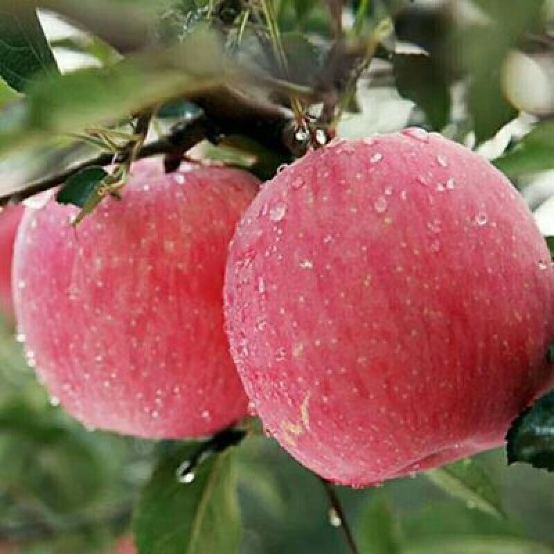 红富士苹果80mm以上纸+膜袋