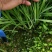 大叶韭菜二茬