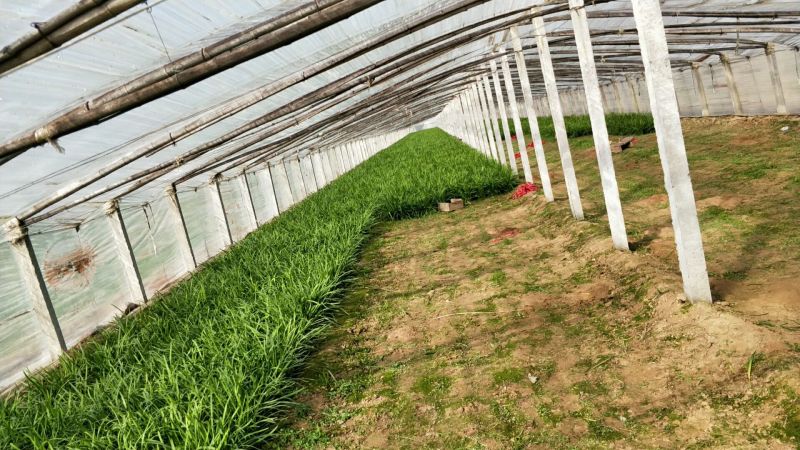 大叶韭菜二茬
