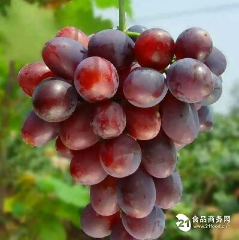 蜜光葡萄苗1年30~50cm