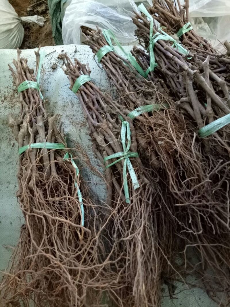 蜜光葡萄苗1年30~50cm