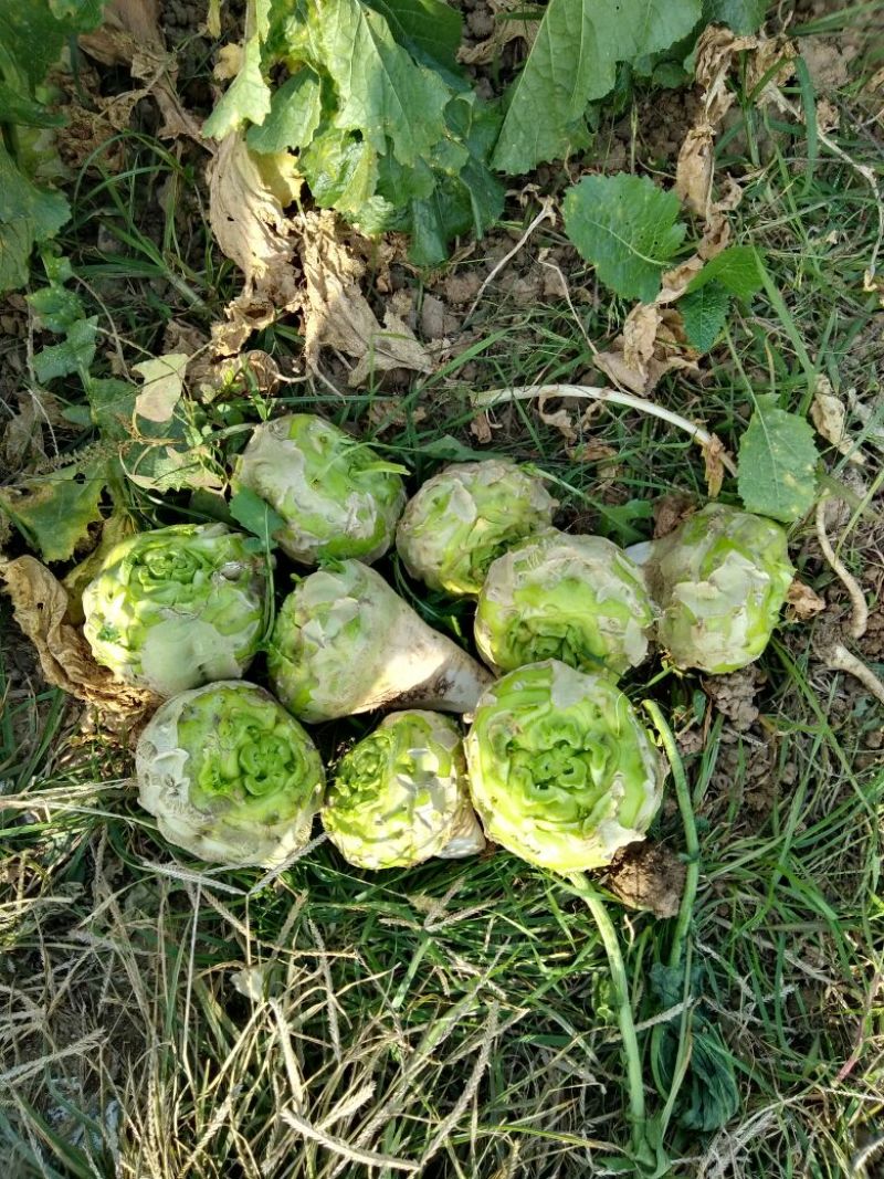 大量供应基地芥菜，量大。