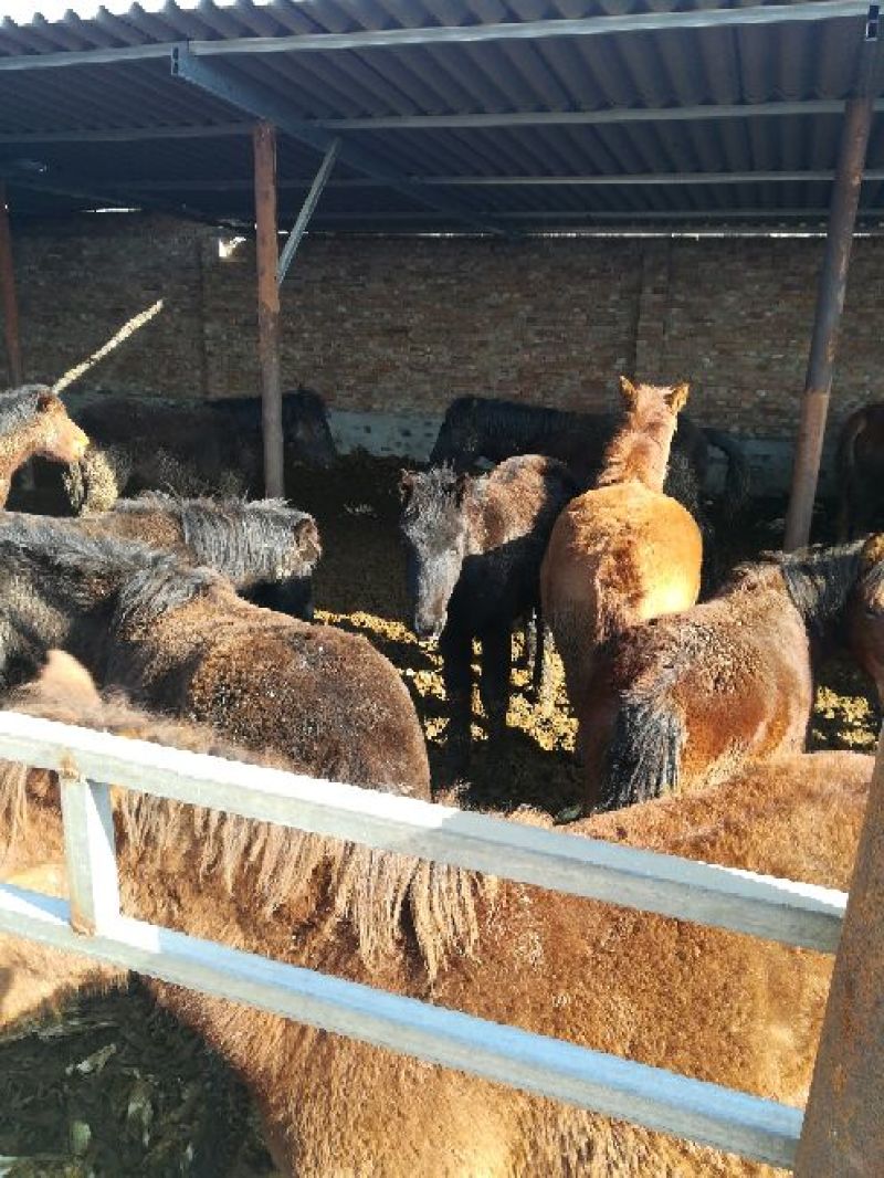 蒙古马200~300kg