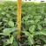 黄金百香果苗10~20cm