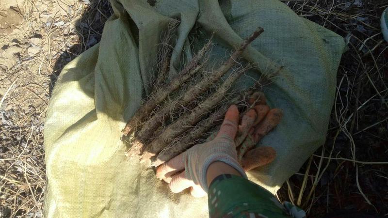 优质条长根粗的品种沙参种子，市场货出口货都非常适合