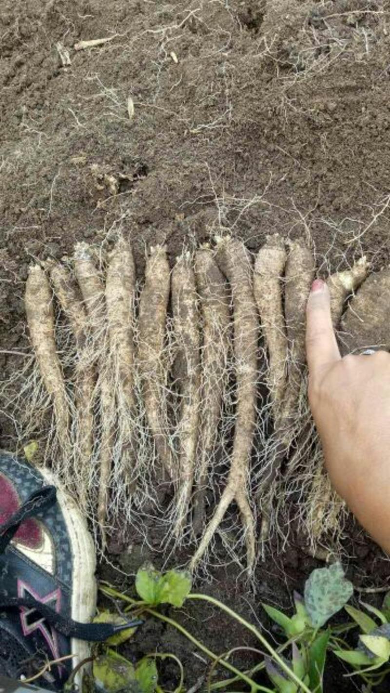 优质条长根粗的品种沙参种子，市场货出口货都非常适合