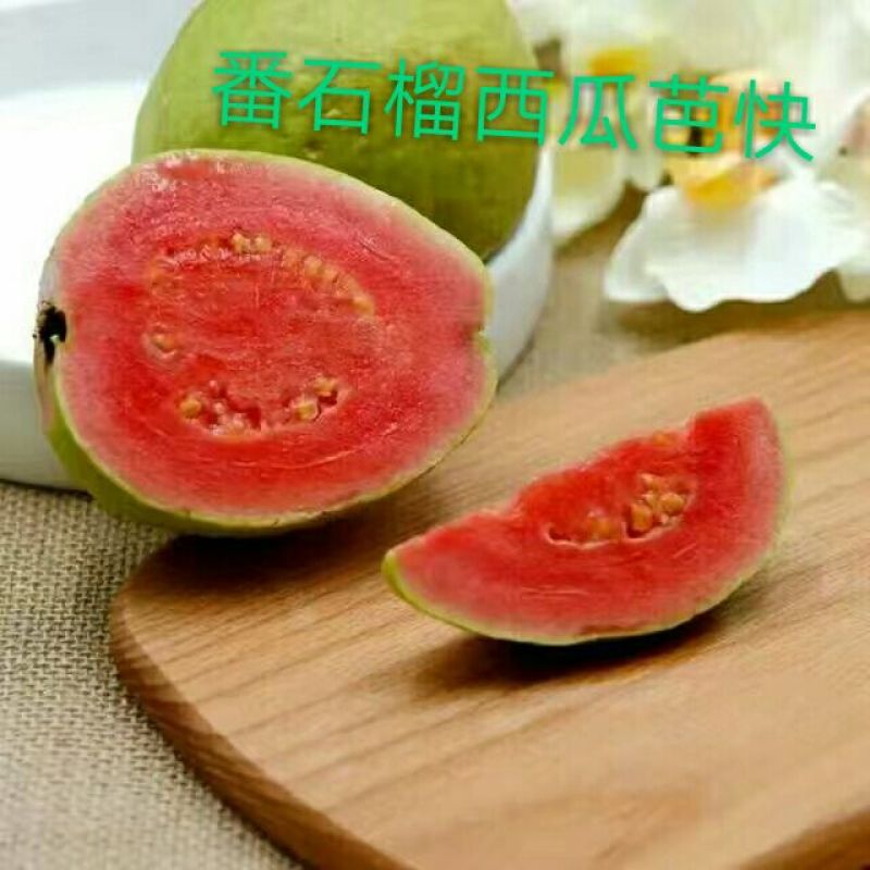 西瓜番石榴苗50~80cm