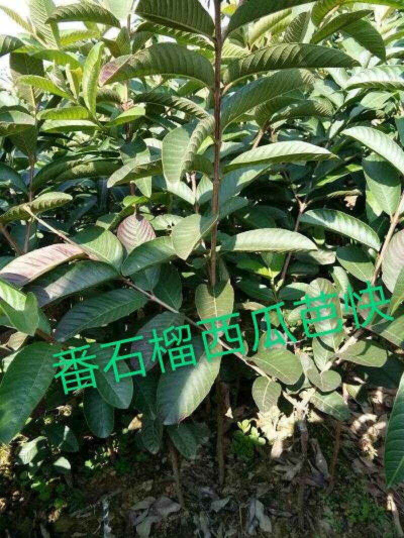 西瓜番石榴苗50~80cm