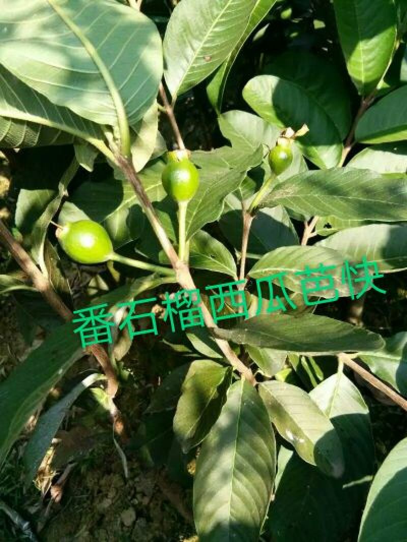 西瓜番石榴苗50~80cm