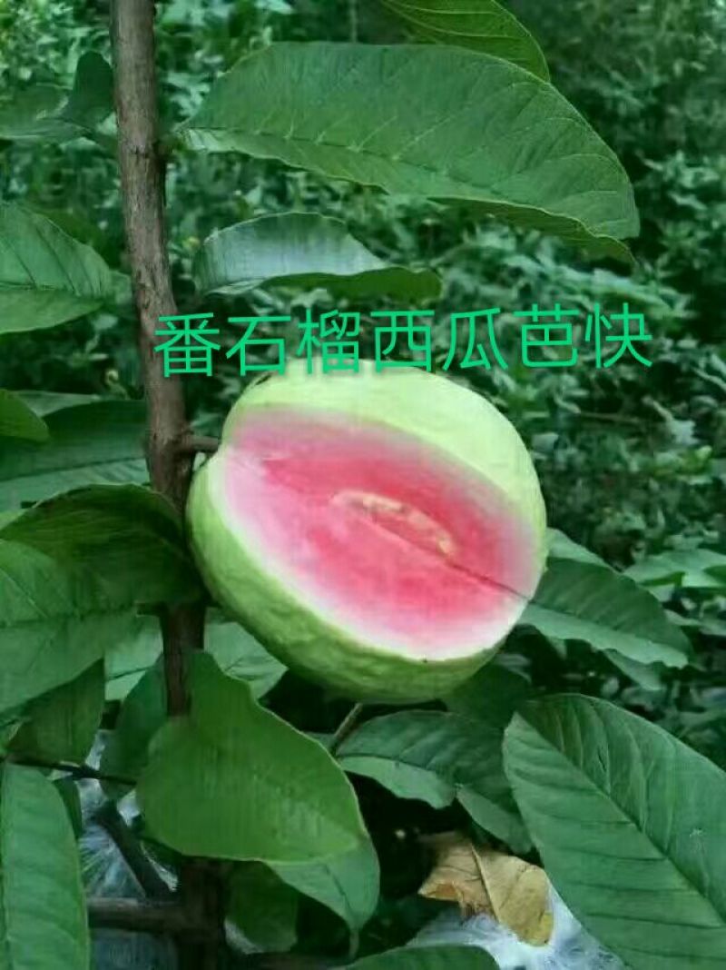 西瓜番石榴苗50~80cm