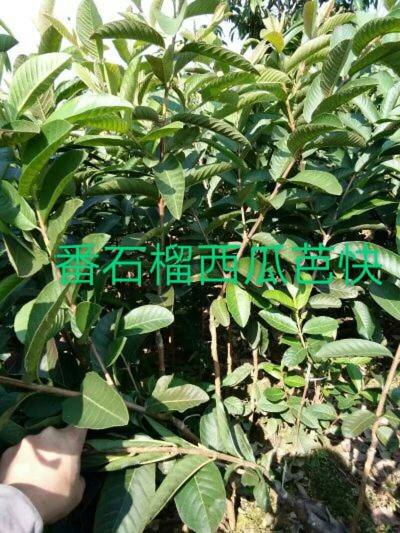 西瓜番石榴苗50~80cm