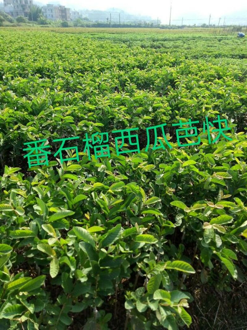 西瓜番石榴苗50~80cm