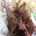 双季树莓苗10cm以下