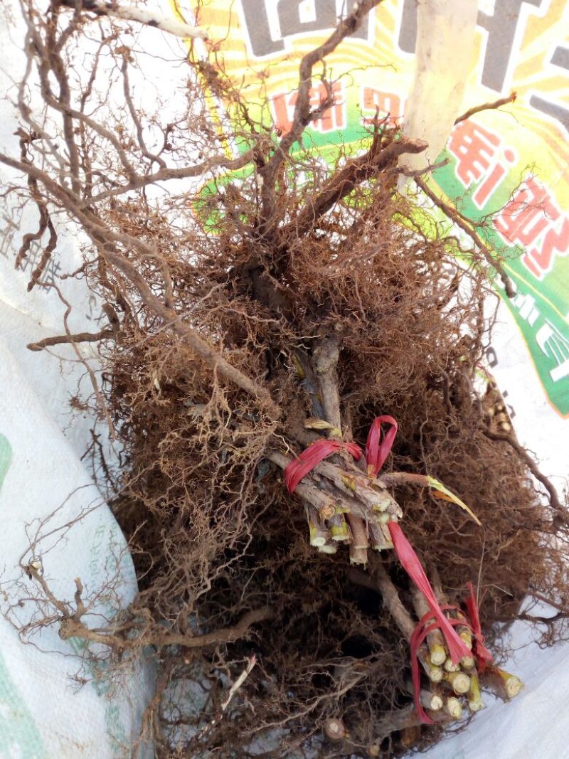 双季树莓苗10cm以下