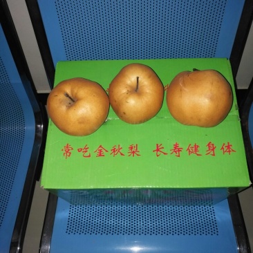 晚秋黄梨450~500g纸袋