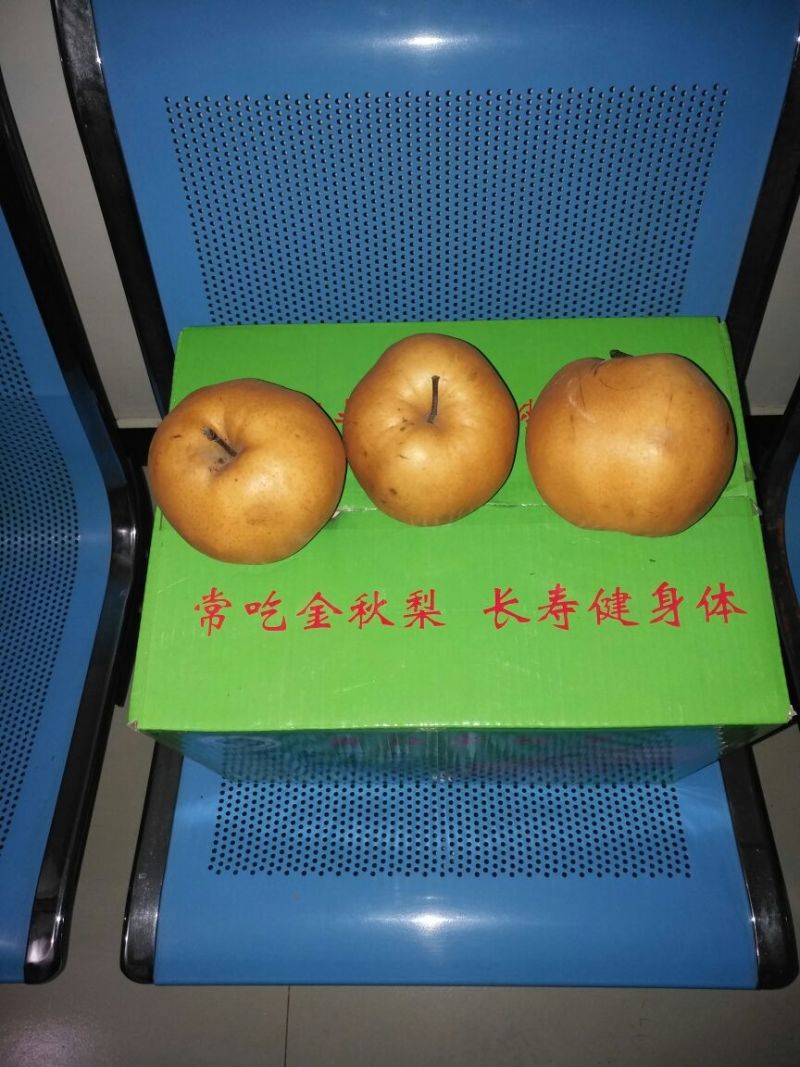 晚秋黄梨450~500g纸袋