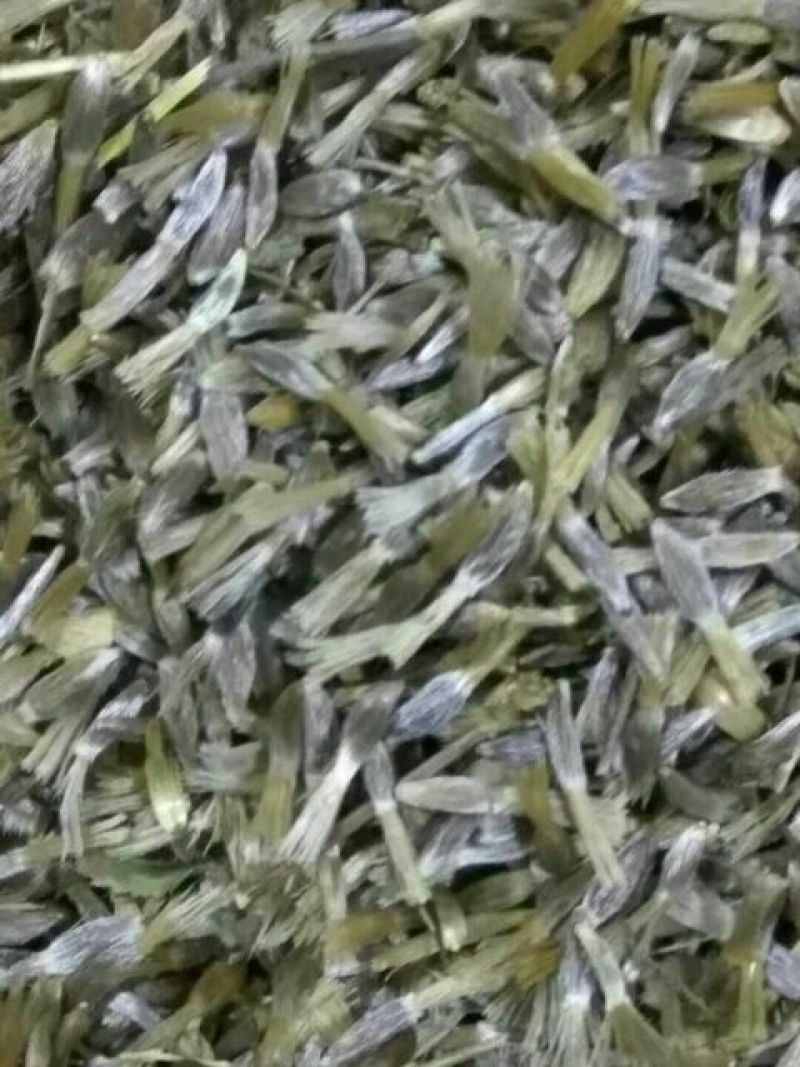 纯正的朱砂点苍术种子大量有货欢迎选购