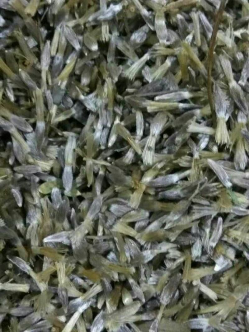 纯正的朱砂点苍术种子大量有货欢迎选购