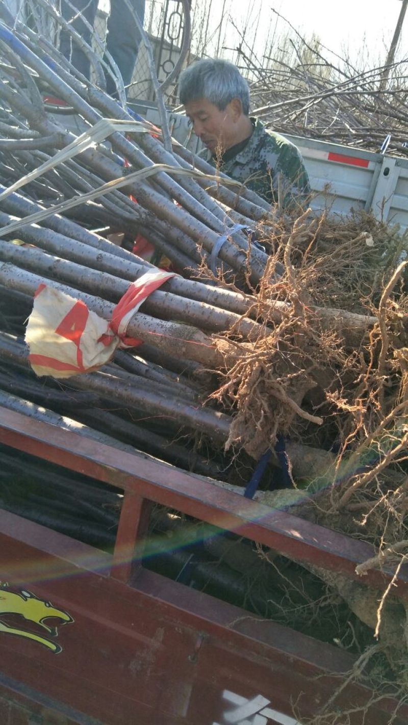 批发樱桃树苗矮化嫁接吉塞拉占木结果早1-5樱桃苗价格便宜
