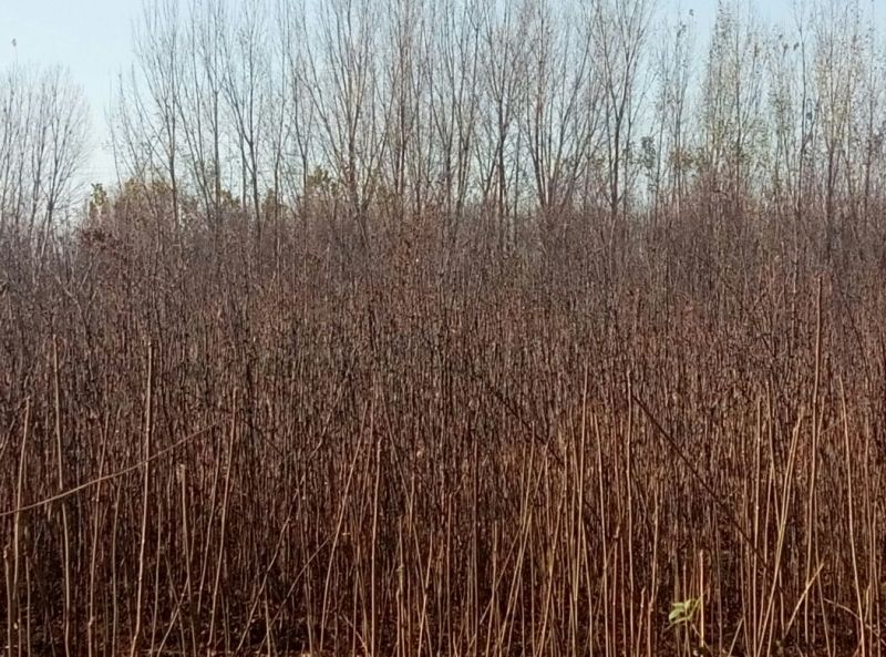 花椒苗1~2年