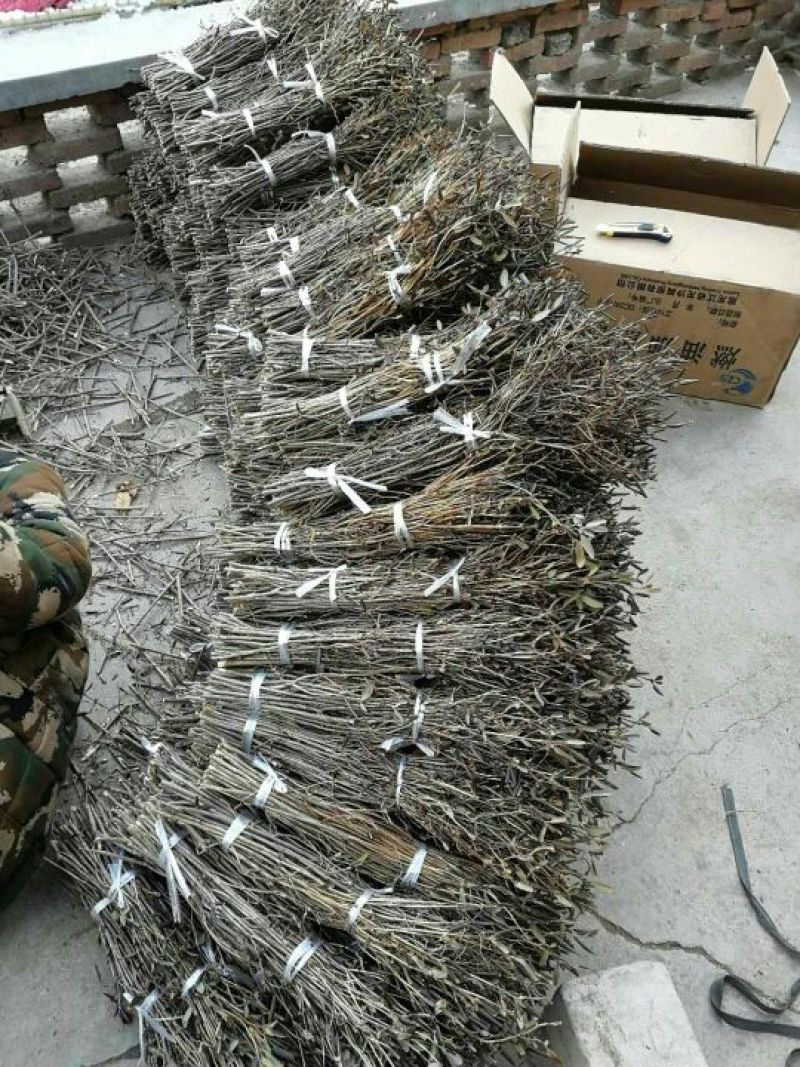 春鹃干支杜鹃