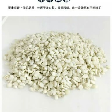薏米散装