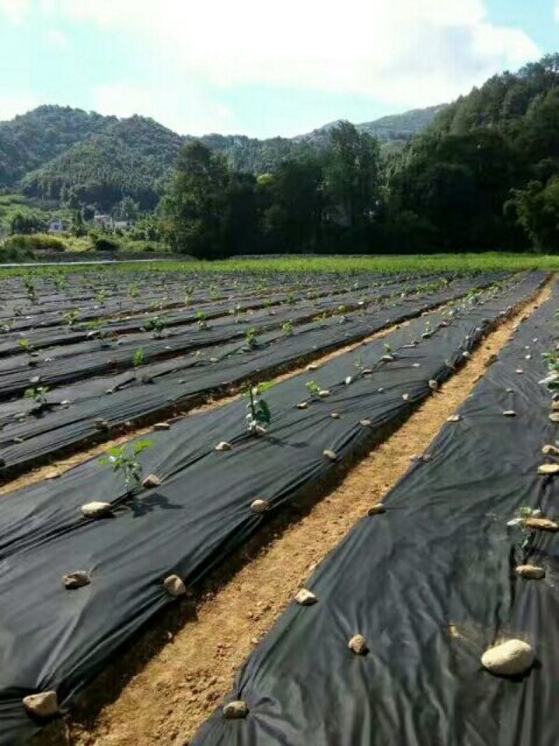 除草布