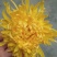 菊花茶一级