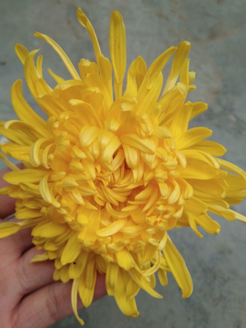 菊花茶一级